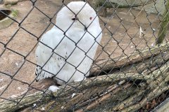Schneeeule