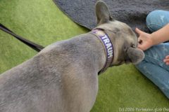therapiehund-ida-1