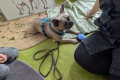 therapiehund-ida-10