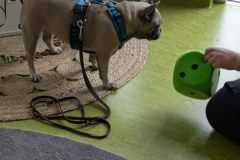 therapiehund-ida-11