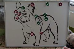 therapiehund-ida-12