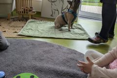 therapiehund-ida-15