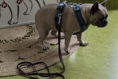 therapiehund-ida-2