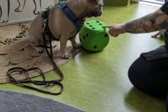 therapiehund-ida-4