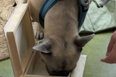 therapiehund-ida-7