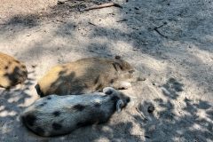 2026-07-16-11.19.42