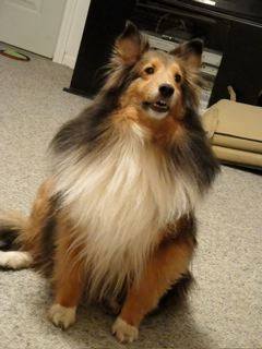 Lady the sheltie