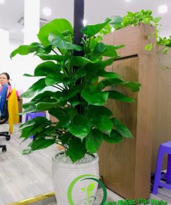 Chậu cây trầu bà leo cột