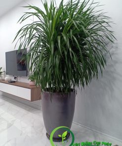 Chậu Cây Phát Tài Núi Lửa Siêu Sang