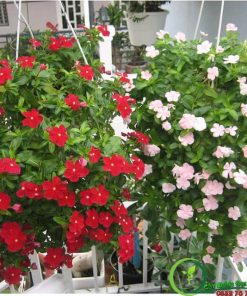 Cây Bông Dừa Cạn