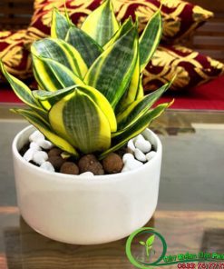 Chậu Cây Lưỡi Hổ Để Bàn