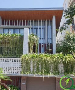 cây trồng ban công- Cúc tần ấn độ