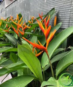 Cây Hoa Thiên Điểu | Cây Mỏ Két