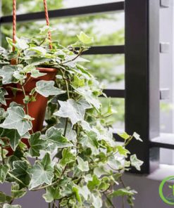 Cây Thường Xuân Chịu Nắng Tốt