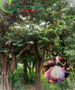 Cây vú sữa thái Lan tại vựa kiểng Đại Phát