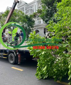 chuẩn bị cẩu cây lộc vừng suống xe cho khách