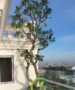 Cây sứ đại đang được trồng trên sân thượng cho khách hcm