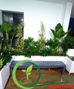 Chậu composite vuông, chữ nhật 4