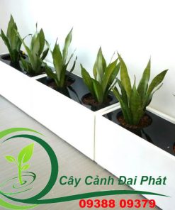 Chậu composite vuông, chữ nhật 5