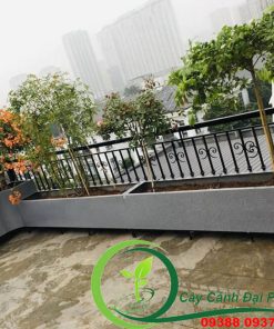 Chậu composite vuông, chữ nhật 6