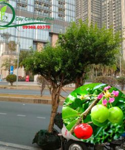 Giao 2 cây sơ ri cho khách bên bình thạnh