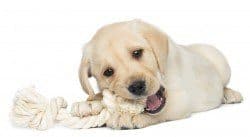 Yellow lab puppy chewing a rope toy on white background