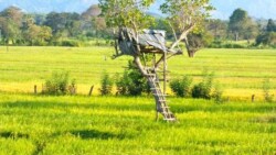 Sri Lanka - dzungla - pirinac - plantaze - caj - polja - seljaci - siromastvo