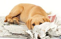 A Labrador puppy on a pile of newspapers, face hidden