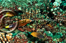 Shortnose Wrasse, Macropharyngodon geoffroy, (Quoy & Gaimard, 1824), and Yellowtail Coris, Coris gaimard, (Quoy & Gaimard, 1824), Molokai Hawaii (Steven W SMeltzer)