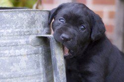 A black lab puppy chewing the handle of a metal bucket while looking into camera