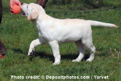 yellow labrador puppy playing with a ball