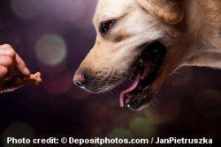 Side shot of a yellow lab portrait showing just an open mouth