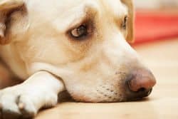 Close up of yellow lab resting chin on front leg looking stressed