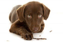 Chocolate lab puppy chewing stick on white background