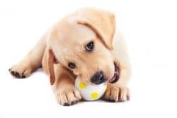 yellow lab pup chewing soft ball on white background