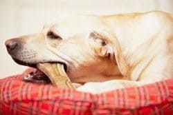 An adult yellow lab chewing a toy bone lying on a tartan cushion