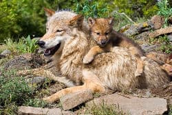 Mother and cub wolf relaxing in their den