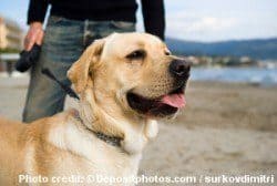 A yellow labrador on leash on a beach