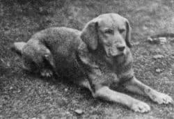 An old black and white photo of Ben of Hyde, the first ever registered Yellow Labrador.