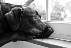 When not to crate your dog - sad dog looking out the window