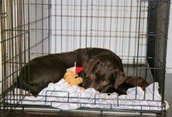 A labrador in a crate used for house training