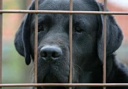 Is it cruel to crate a dog - A black abs head seen through a crate wall