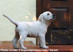 When to use a dog crate - lab standing by a door asking to go out