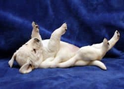 yellow labrador puppy laying on back showing belly