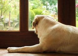 A yellow labrador staring out of a glass door window