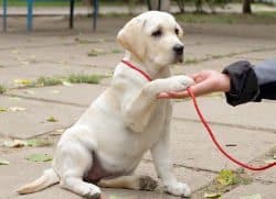 A Yellow Lab puppy being trained to give their paw