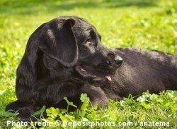 Black Labrador lying on the grass