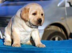 A puppy looking sad with a car blurred in the background