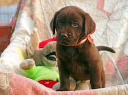 A chocolate Labrador puppy standing in a box of toys