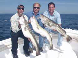 Georges Bank Cod - 2004